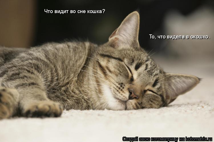 Котоматрица: Что видит во сне кошка? То, что видела в окошко.