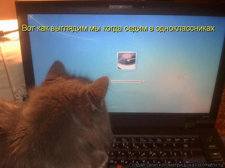 Котоматрица: Вот как выглядим мы когда седим в одноклассниках