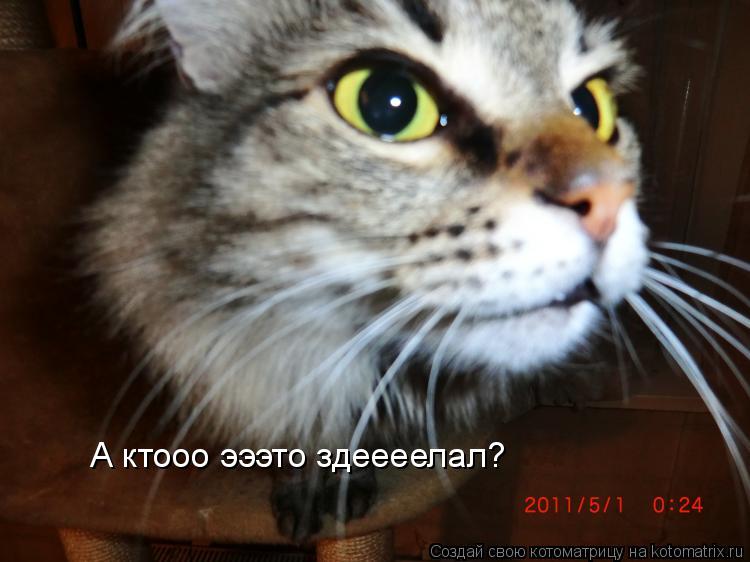 Котоматрица: А ктооо эээто здеееелал?