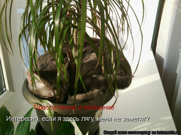Котоматрица: Интересно, если я здесь лягу, меня не заметят? Преступление и наказание: