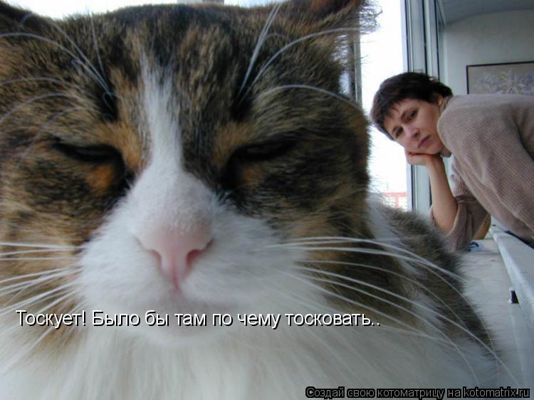 Котоматрица: Тоскует! Было бы там по чему тосковать..