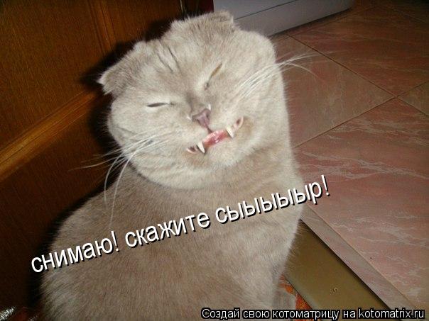 Котоматрица: снимаю! скажите сыыыыыр!