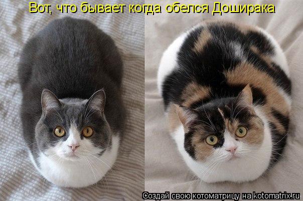 Котоматрица: Вот, что бывает когда обелся Доширака