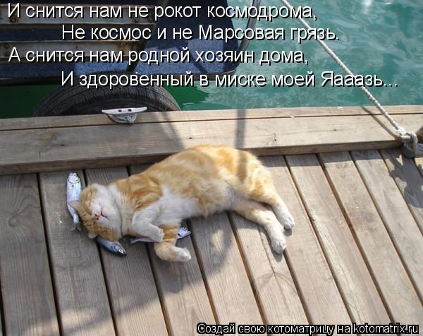 Котоматрица: И снится нам не рокот космодрома, Не космос и не Марсовая грязь. А снится нам родной хозяин дома, И здоровенный в миске моей Яааазь...