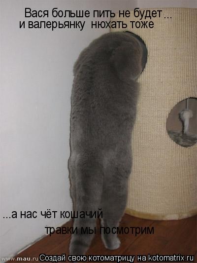 Котоматрица: Вася больше пить не будет и валерьянку  нюхать тоже ... ...а нас чёт кошачий  травки мы посмотрим