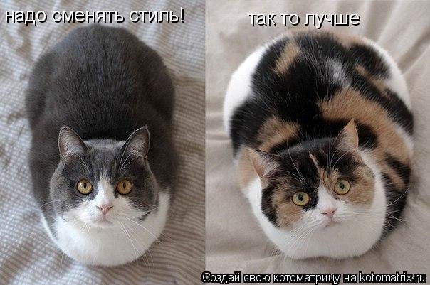 Котоматрица: надо сменять стиль! так то лучше