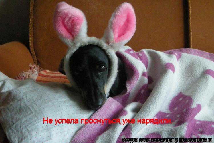 Котоматрица: Не успела проснуться,уже нарядили. Не успела проснуться,уже нарядили. Не успела проснуться,уже нарядили. Не успела проснуться,уже нарядили.