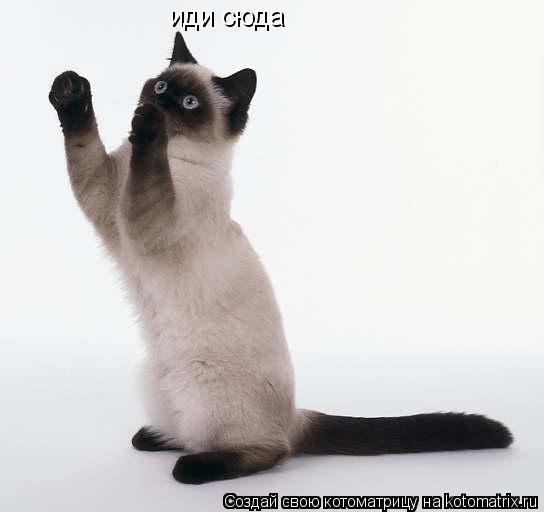 Котоматрица: иди сюда