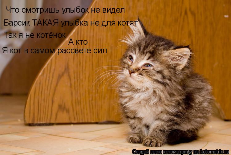 Котоматрица: Что смотришь улыбок не видел Барсик ТАКАЯ улыбка не для котят Так я не котёнок А кто Я кот в самом рассвете сил