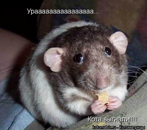 Котоматрица: Ураааааааааааааааа... Кота выгнали!!!!