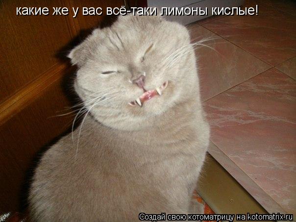 Котоматрица: какие же у вас всё-таки лимоны кислые!