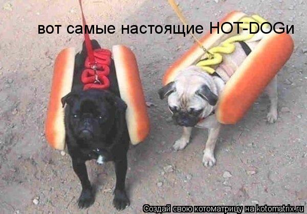 Котоматрица: вот самые настоящие HOT-DOGи