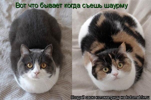 Котоматрица: Вот что бывает когда съешь шаурму