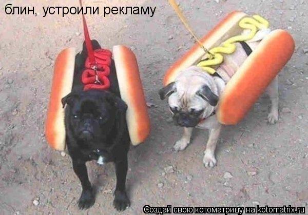 Котоматрица: блин, устроили рекламу