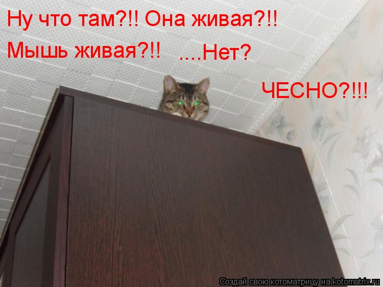 Котоматрица: Мышь живая?!! ....Нет? Ну что там?!! Она живая?!! ЧЕСНО?!!!