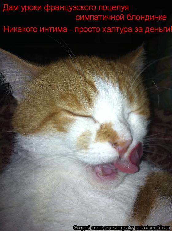 Котоматрица: Дам уроки французского поцелуя симпатичной блондинке  Никакого интима - просто халтура за деньги!