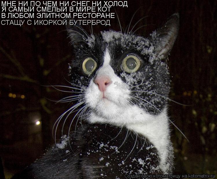 Котоматрица: Я САМЫЙ СМЕЛЫЙ В МИРЕ КОТ МНЕ НИ ПО ЧЕМ НИ СНЕГ НИ ХОЛОД В ЛЮБОМ ЭЛИТНОМ РЕСТОРАНЕ СТАЩУ С ИКОРКОЙ БУТЕРБРОД