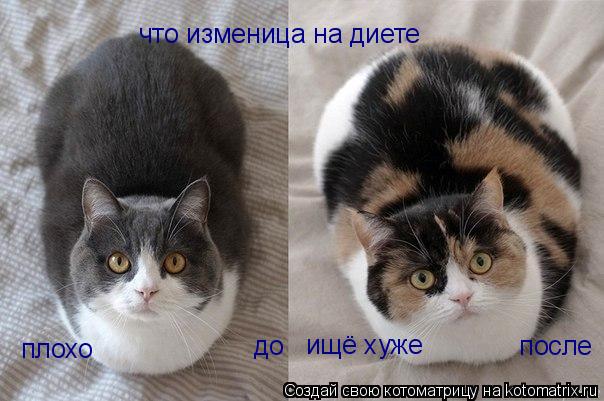 Котоматрица: что изменица на диете до                                после плохо ищё хуже