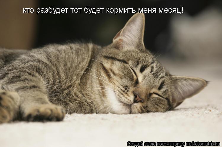 Котоматрица: кто разбудет тот будет кормить меня месяц!