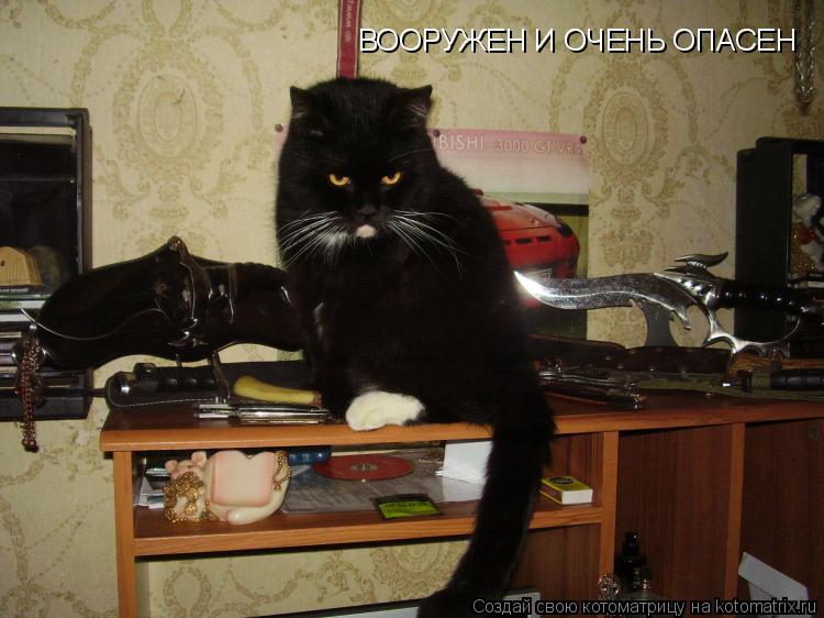 Котоматрица: ВООРУЖЕН И ОЧЕНЬ ОПАСЕН