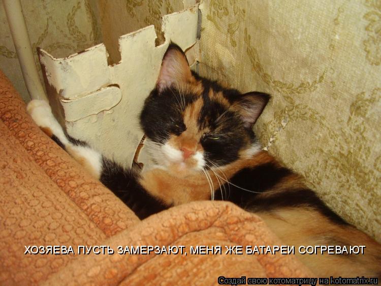 Котоматрица: ХОЗЯЕВА ПУСТЬ ЗАМЕРЗАЮТ, МЕНЯ ЖЕ БАТАРЕИ СОГРЕВАЮТ