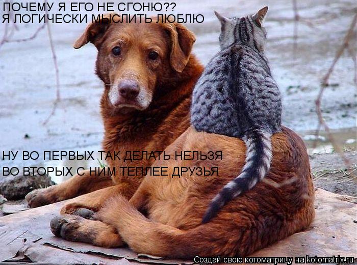 Котоматрица: ПОЧЕМУ Я ЕГО НЕ СГОНЮ?? Я ЛОГИЧЕСКИ МЫСЛИТЬ ЛЮБЛЮ НУ ВО ПЕРВЫХ ТАК ДЕЛАТЬ НЕЛЬЗЯ ВО ВТОРЫХ С НИМ ТЕПЛЕЕ ДРУЗЬЯ