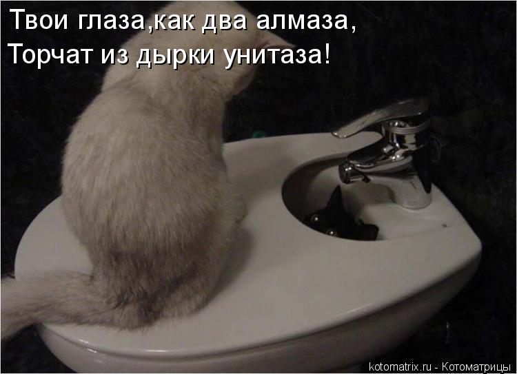 Твои глаза,как два алмаза, Торчат из дырки унитаза!... Котоматрица: Твои глаза,как два алмаза, Торчат из дырки унитаза!