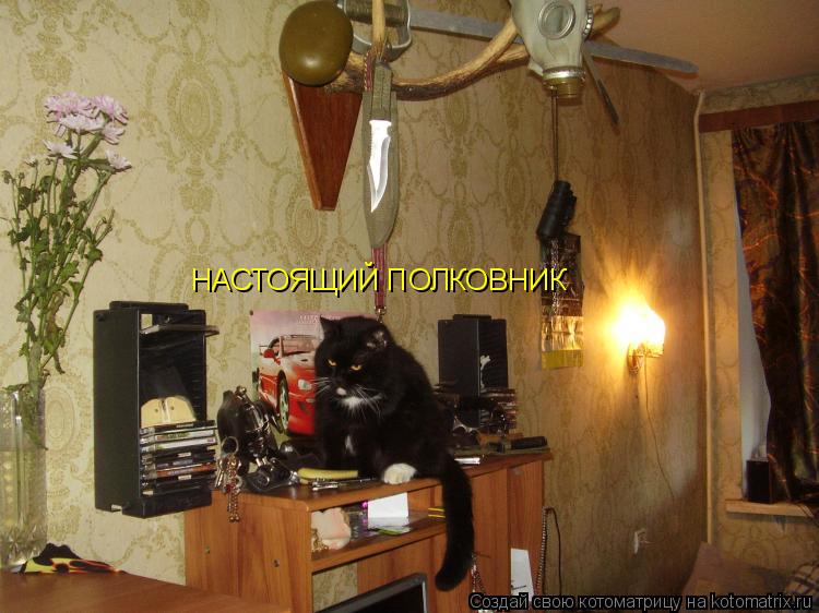 Котоматрица: НАСТОЯЩИЙ ПОЛКОВНИК