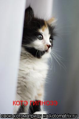 Котоматрица: котэ гипнозэ