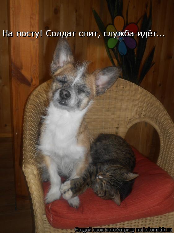 Котоматрица: На посту! Солдат спит, служба идёт...