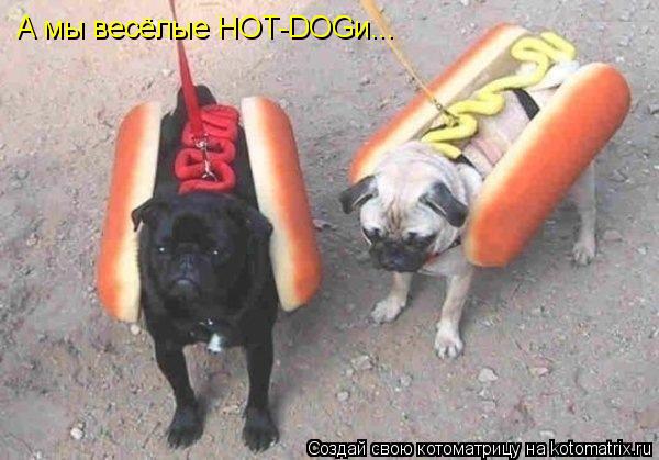Котоматрица: А мы весёлые HOT-DOGи...