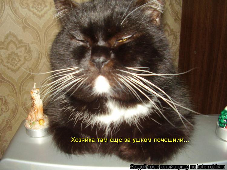 Котоматрица: Хозяйка,там ещё за ушком почешиии...