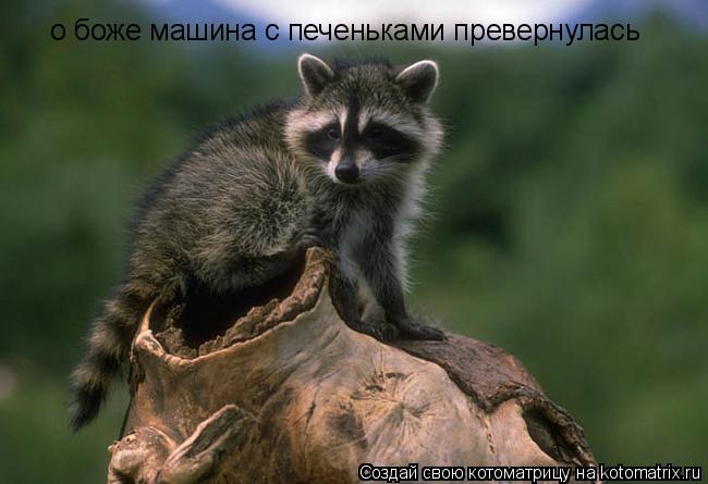Котоматрица: о боже машина с печеньками превернулась