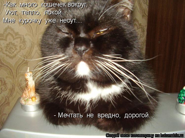 Как много кошечек вокруг, Уют, тепло, покой.... - Мне курочку уже несут.... - Мечтать не ... Котоматрица: Как много кошечек вокруг, Уют, тепло, покой.... - Мне курочку уже несут.... - Мечтать не вредно, дорогой...