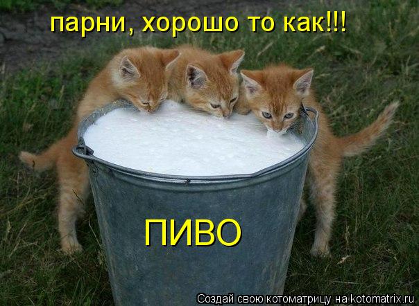 ПИВО парни, хорошо то как!!!... Котоматрица: ПИВО парни, хорошо то как!!!