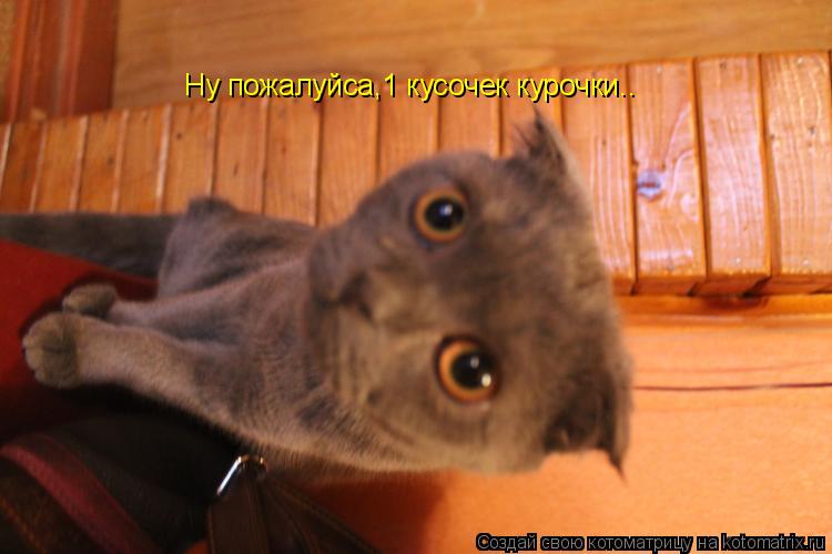 Ну пожалуйса,1 кусочек курочки..... Котоматрица: Ну пожалуйса,1 кусочек курочки..