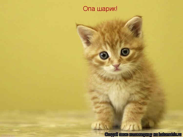 Опа шарик!... Котоматрица: Опа шарик!