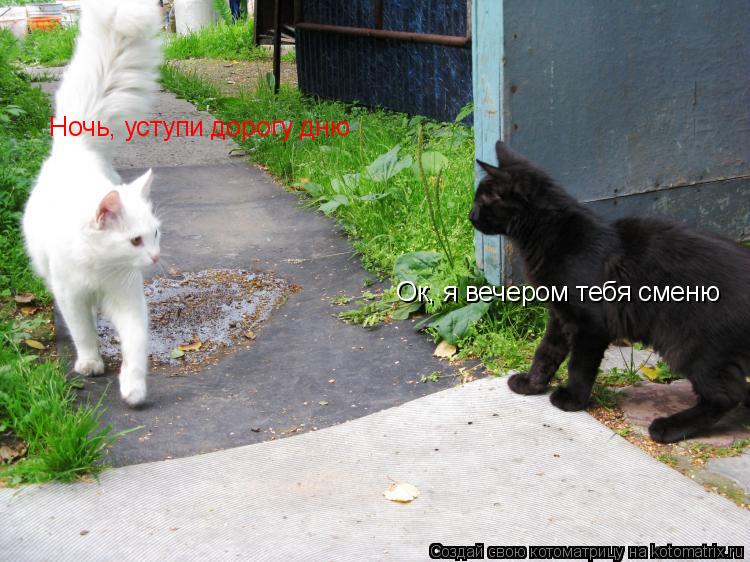 Ночь, уступи дорогу дню Ок, я вечером тебя сменю... Котоматрица: Ночь, уступи дорогу дню Ок, я вечером тебя сменю