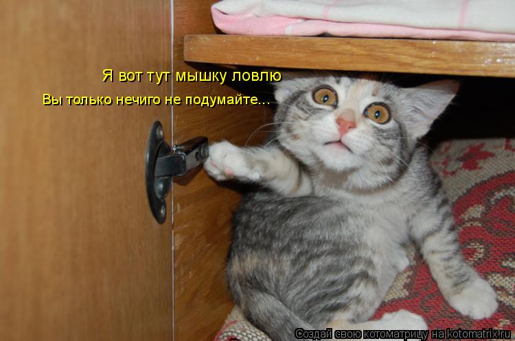Я вот тут мышку ловлю Вы только нечиго не подумайте...... Котоматрица: Я вот тут мышку ловлю Вы только нечиго не подумайте...