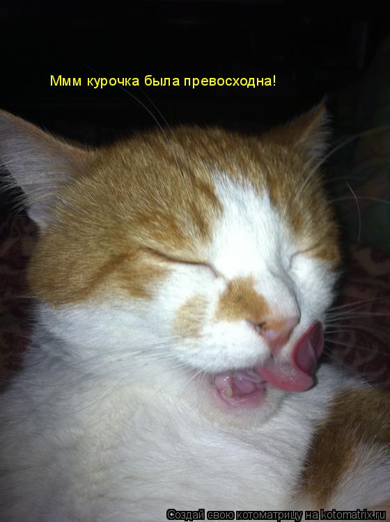 Ммм курочка была превосходна!... Котоматрица: Ммм курочка была превосходна!