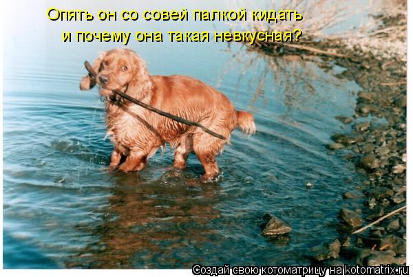 Опять он со совей палкой кидать и почему она такая невкусная?... Котоматрица: Опять он со совей палкой кидать и почему она такая невкусная?