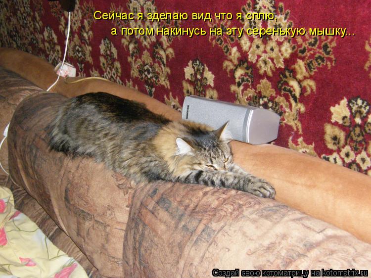 Сейчас я зделаю вид что я сплю, а потом накинусь на эту серенькую мышку...... Котоматрица: Сейчас я зделаю вид что я сплю, а потом накинусь на эту серенькую мышку...