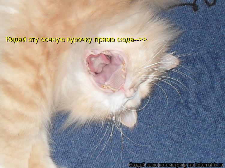 Кидай эту сочную курочку прямо сюда-->>... Котоматрица: Кидай эту сочную курочку прямо сюда-->>