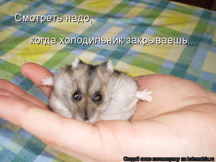 Смотреть надо, когда холодильник закрываешь...... Котоматрица: Смотреть надо, когда холодильник закрываешь...