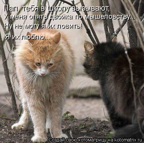 Пап, тебя в школу вызывают, У меня опять двойка по мышеловству... Ну не могу я их ловить! Я их люблю.... Котоматрица: Пап, тебя в школу вызывают, У меня опять двойка по мышеловству... Ну не могу я их ловить! Я их люблю...