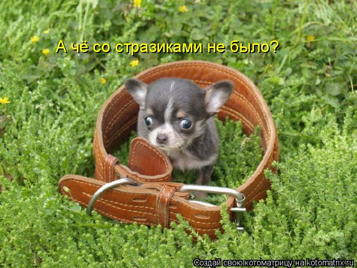 А чё со стразиками не было?... Котоматрица: А чё со стразиками не было?