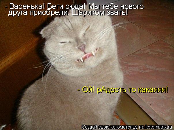 - Васенька! Беги сюда! Мы тебе нового друга приобрели. Шариком звать! - Ой! рАдость то какаяяя!... Котоматрица: - Васенька! Беги сюда! Мы тебе нового друга приобрели. Шариком звать! - Ой! рАдость то какаяяя!