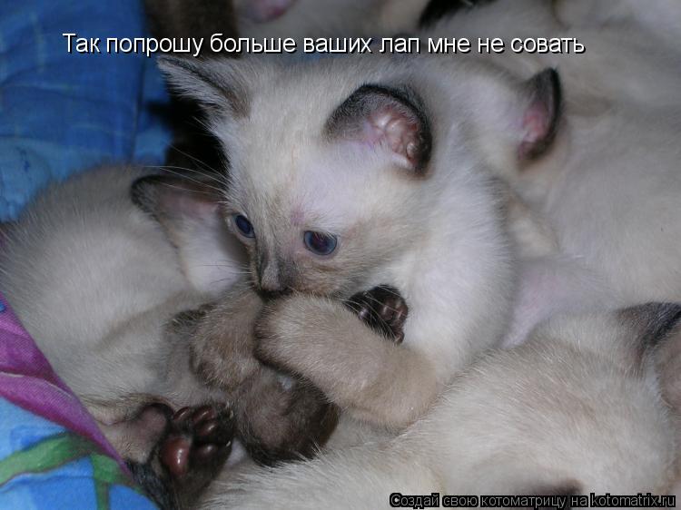 Так попрошу больше ваших лап мне не совать... Котоматрица: Так попрошу больше ваших лап мне не совать