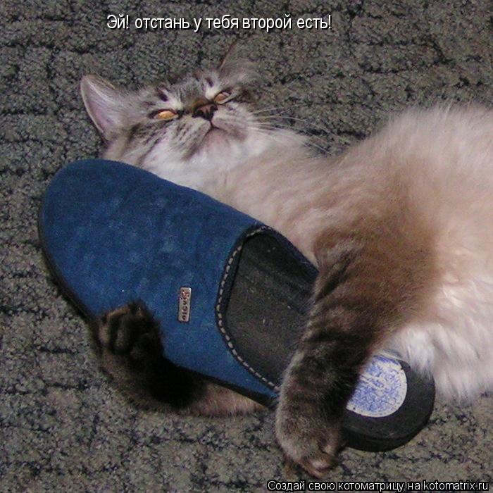 Эй! отстань у тебя второй есть!... Котоматрица: Эй! отстань у тебя второй есть!
