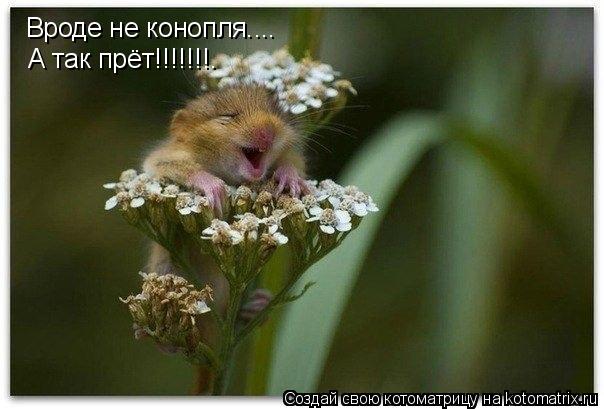 Вроде не конопля.... А так прёт!!!!!!!.... Котоматрица: Вроде не конопля.... А так прёт!!!!!!!.